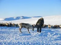 Як приручити оленя