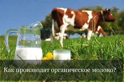Як виробляють органічне молоко (особливу увагу приділяють) Як виробляють органічне молоко