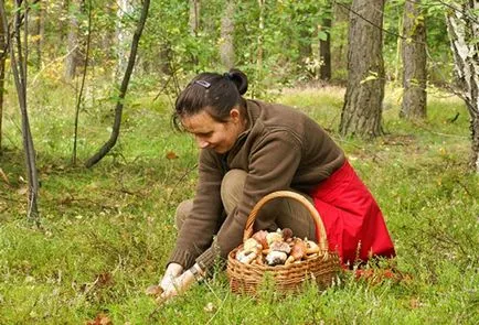 Як перевірити гриби їстівні чи ні за допомогою лука (перевірити) Як перевірити гриби їстівні чи ні за допомогою лука