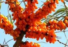 Як розмножити обліпиху (обліпиху) Як розмножити обліпиху