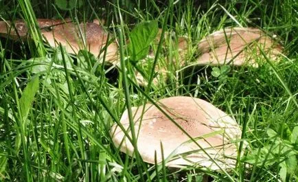 Як розводити гриби на городі (городі) Як розводити гриби на городі