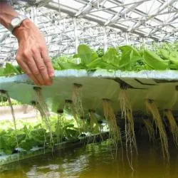 Як зробити гідропоніки своїми руками, гідропоніка домашня, як виростити гідропоніки - догляд, (гідропоніку) Як зробити гідропоніки своїми руками, гідропоніка домашня, як виростити гідропоніки - догляд,