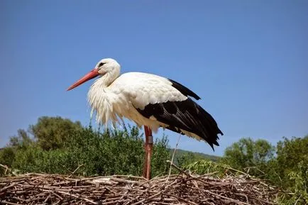 Як сплять тварини