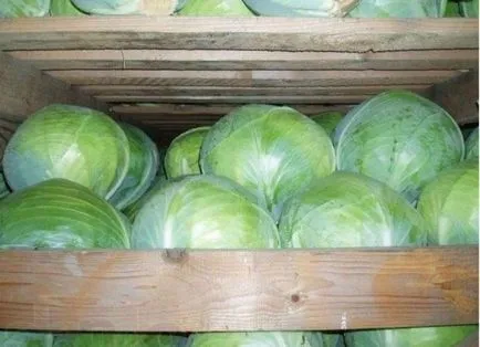 Як зібрати урожай і зберігати капусту в погребі взимку (урожай) Як зібрати урожай і зберігати капусту в погребі взимку