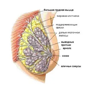 Як зціджують грудне молоко (зціджування) Як зціджують грудне молоко
