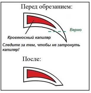 Як стригти кігті хвилястому папузі і чи потрібно це робити (кігті) Як стригти кігті хвилястому папузі і чи потрібно це робити