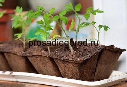 Як прискорити зростання розсади помідор в теплиці стимулятором або народними засобами, відео та фото (розсади) Як прискорити зростання розсади помідор в теплиці стимулятором або народними засобами, відео та фото