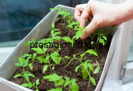 Як прискорити зростання розсади помідор в теплиці стимулятором або народними засобами, відео та фото (зростання) Як прискорити зростання розсади помідор в теплиці стимулятором або народними засобами, відео та фото