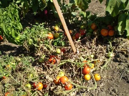 Як прискорити дозрівання томатів (помідорів) на кущу без хімії (томатів) Як прискорити дозрівання томатів (помідорів) на кущу без хімії