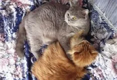 Яку кішку вибрати для дитини, список порід - все про котів і кішок з любов'ю (дитини) Яку кішку вибрати для дитини, список порід - все про котів і кішок з любов'ю