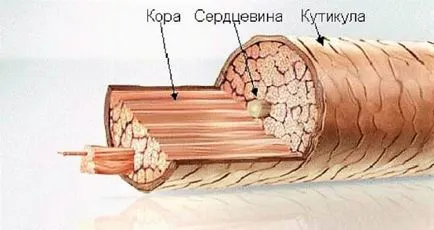 Як збільшити ріст волосся ніж стимулювати свою шевелюру (волосся) Як збільшити ріст волосся ніж стимулювати свою шевелюру