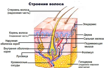 Як збільшити ріст волосся ніж стимулювати свою шевелюру (зростання) Як збільшити ріст волосся ніж стимулювати свою шевелюру