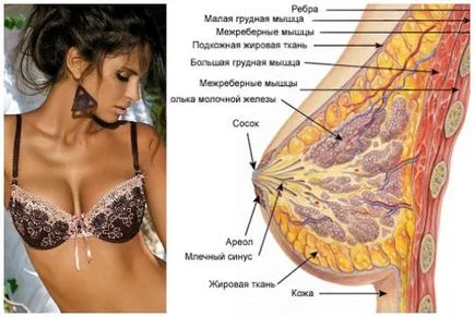 Як збільшити груди йодом- допомагає цей метод (метод) Як збільшити груди йодом- допомагає цей метод