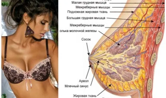 Як збільшити груди йодом- допомагає цей метод (збільшити) Як збільшити груди йодом- допомагає цей метод
