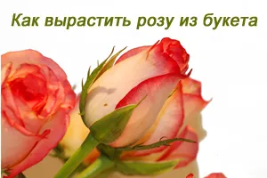 Як виростити троянду з букета в домашніх умовах, як виростити троянди з подарованого букета (домашніх) Як виростити троянду з букета в домашніх умовах, як виростити троянди з подарованого букета