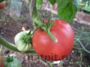 Як вибрати помідори, каталог натуральних продуктів (помідори) Як вибрати помідори, каталог натуральних продуктів