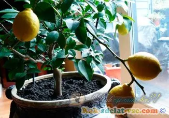 Як виростити лимон з кісточки, живця (кісточки) Як виростити лимон з кісточки, держака