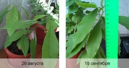 Як виростити авокадо з кісточки вдома (авокадо кісточки будинку) Як виростити авокадо з кісточки вдома