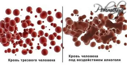 Як впливає алкоголь на організм людини (людини) Як впливає алкоголь на організм людини