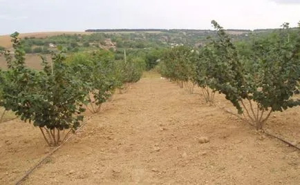 Як вирощувати трюфелі в домашніх умовах (домашніх) Як вирощувати трюфелі в домашніх умовах