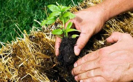 Як виростити помідори на тюках з соломи за 5 кроків (помідори) Як виростити помідори на тюках з соломи за 5 кроків
