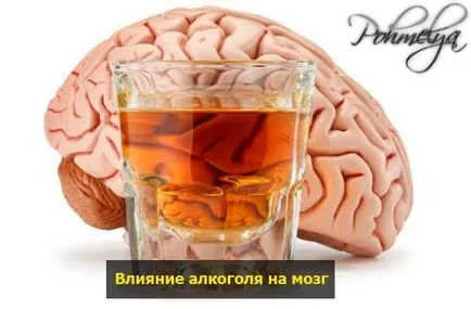 Як впливає алкоголь на організм людини (впливає) Як впливає алкоголь на організм людини