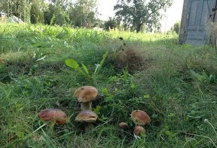 Як виростити гриби на дачі своїми руками у відкритому грунті (гриби) Як виростити гриби на дачі своїми руками у відкритому грунті