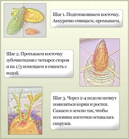 Як виростити авокадо з кісточки вдома (авокадо кісточки будинку) Як виростити авокадо з кісточки вдома