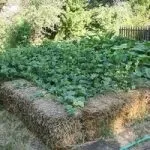 Дерево сумах оленерогій догляд і розмноження, садимо сад (розмноження) Дерево сумах оленерогій догляд і розмноження, садимо сад