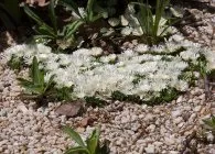 Делосперма популярні види з фото, поради по вирощуванню, правильний догляд і способи розмноження (делосперма) Делосперма популярні види з фото, поради по вирощуванню, правильний догляд і способи розмноження