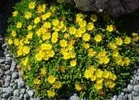 Делосперма популярні види з фото, поради по вирощуванню, правильний догляд і способи розмноження (Делосперма Jewel Desert) Делосперма популярні види з фото, поради по вирощуванню, правильний догляд і способи розмноження