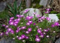 Делосперма популярні види з фото, поради по вирощуванню, правильний догляд і способи розмноження (делосперма види вирощування догляд посадка зимівля розмноження насінням живцями хвороби шкідники для альпінаріїв і рокаріїв) Делосперма популярні види з фото, поради по вирощуванню, правильний догляд і способи розмноження