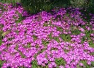 Делосперма популярні види з фото, поради по вирощуванню, правильний догляд і способи розмноження (делосперма) Делосперма популярні види з фото, поради по вирощуванню, правильний догляд і способи розмноження