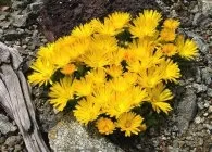 Делосперма популярні види з фото, поради по вирощуванню, правильний догляд і способи розмноження (догляд) Делосперма популярні види з фото, поради по вирощуванню, правильний догляд і способи розмноження