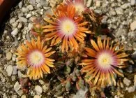 Делосперма популярні види з фото, поради по вирощуванню, правильний догляд і способи розмноження (види) Делосперма популярні види з фото, поради по вирощуванню, правильний догляд і способи розмноження