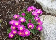 Делосперма популярні види з фото, поради по вирощуванню, правильний догляд і способи розмноження (Делосперма Jewel Desert) Делосперма популярні види з фото, поради по вирощуванню, правильний догляд і способи розмноження