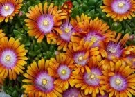 Делосперма популярні види з фото, поради по вирощуванню, правильний догляд і способи розмноження (Делосперма Jewel Desert) Делосперма популярні види з фото, поради по вирощуванню, правильний догляд і способи розмноження