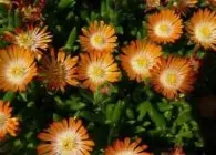 Делосперма популярні види з фото, поради по вирощуванню, правильний догляд і способи розмноження (фото) Делосперма популярні види з фото, поради по вирощуванню, правильний догляд і способи розмноження