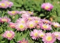 Делосперма популярні види з фото, поради по вирощуванню, правильний догляд і способи розмноження (делосперма види вирощування догляд посадка зимівля розмноження насінням живцями хвороби шкідники для альпінаріїв і рокаріїв) Делосперма популярні види з фото, поради по вирощуванню, правильний догляд і способи розмноження