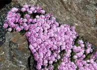 Делосперма популярні види з фото, поради по вирощуванню, правильний догляд і способи розмноження (делосперма) Делосперма популярні види з фото, поради по вирощуванню, правильний догляд і способи розмноження