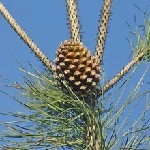 Дерево пінія і фото горіхів пінії (пінія) Дерево пінія і фото горіхів пінії