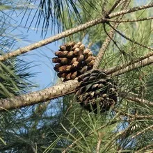 Дерево пінія і фото горіхів пінії (пінія) Дерево пінія і фото горіхів пінії