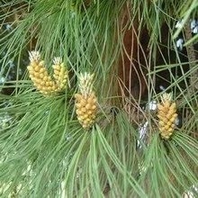 Дерево пінія і фото горіхів пінії (дерево) Дерево пінія і фото горіхів пінії