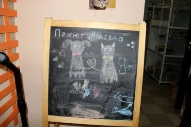 ДГ побував в першій в Самарі школі котоведов - кіт та Вінчі, «інше місто» самарський (котоведов) ДГ побував в першій в Самарі школі котоведов - кіт та Вінчі, «інше місто» самарський