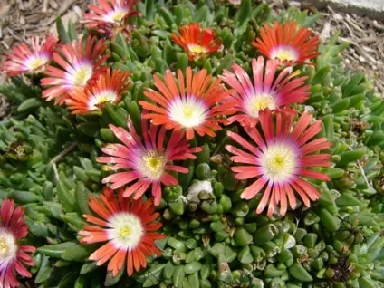 Делосперма популярні види з фото, поради по вирощуванню, правильний догляд і способи розмноження (делосперма види вирощування догляд посадка зимівля розмноження насінням живцями хвороби шкідники для альпінаріїв і рокаріїв) Делосперма популярні види з фото, поради по вирощуванню, правильний догляд і способи розмноження