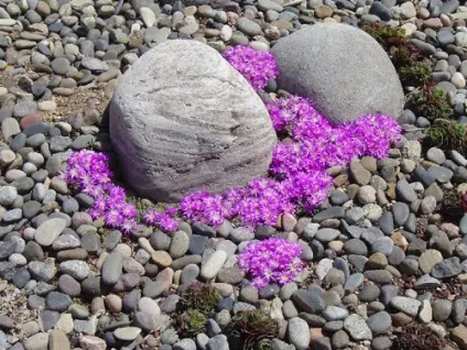 Делосперма популярні види з фото, поради по вирощуванню, правильний догляд і способи розмноження (види) Делосперма популярні види з фото, поради по вирощуванню, правильний догляд і способи розмноження