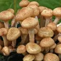 Як зайнятися вирощуванням печериць (шампіньйонів) Як зайнятися вирощуванням печериць
