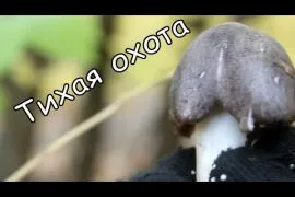 Як зустрітися з Оленою Голунова