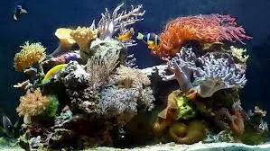Як запустити морський акваріум - покрокові інструкції, фото, приготування морської води (кораловий рибний фото помилки обладнання 100л кутова тумба початківців своїми руками любителів риф в грунт живі камені морському стилі освітлення як запустити морський акваріум на 300л для початківців акваріумістика) Як запустити морський акваріум - покрокові інструкції, фото, приготування морської води