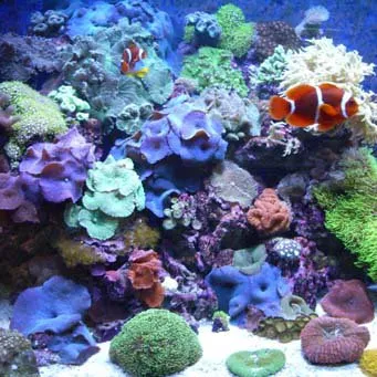 Як запустити морський акваріум (підготовка акваріума до запуску) Як запустити морський акваріум